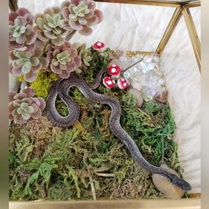 Whimsical habitat with real mummified snake